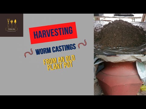 Harvesting Worm Castings From a Plant Pot