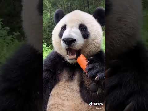 Cute Panda eating a carrot! 😍