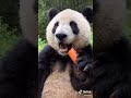 Cute Panda Eating A Carrot