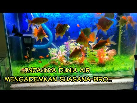 30+ Ide Aquarium Ikan Koki Tercantik - Panda Assed