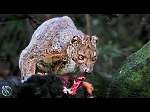 FOSSA ─ Madagascar's Demonic Apex Predator