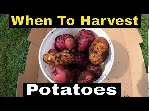 When to Harvest Potatoes (Harvesting potatoes in...