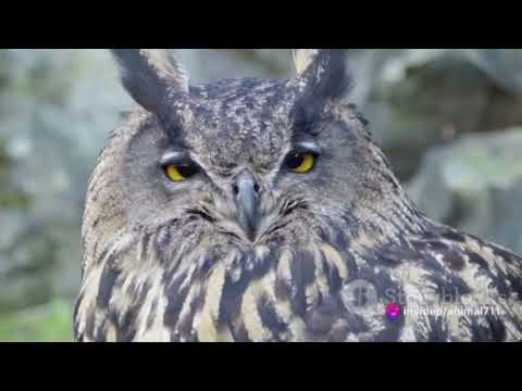 Owls and Science: Exploring New Research and Scientific Advances in Studying These Mysterious Birds