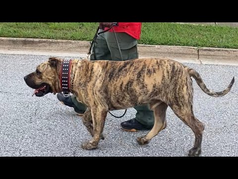 Well trained Reverse Brindle Presa Canario strolling through the neighborhood