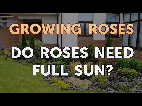 How to Take Care of a Mini Rose Plant
