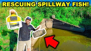 Rescuing Fish TRAPPED in HIDDEN SPILLWAY!!! (Stocking Pond)