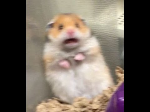 Unkillable Mordekaiser weird build