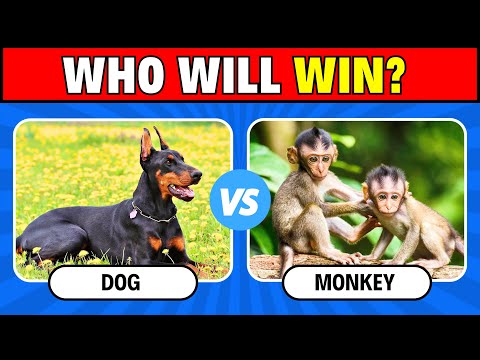 Guess The ANIMAL Who Will Win The Fight! | Which Animal is Strong?
