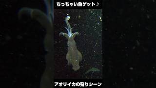 アオリイカが小魚ゲット！ #捕食シーン #釣り #水中カメラ