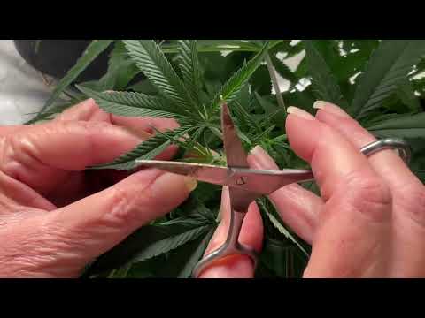 Topping Versus Fimming.  How To Vid I Topping versus Fimming .Www.buildbuilders.org