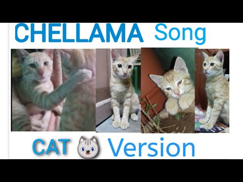 💞CHELLAMMA SONG CAT😺 VERSION/JOSHUA MUSICALS/ ANIRUDH & JONITA GANDHI