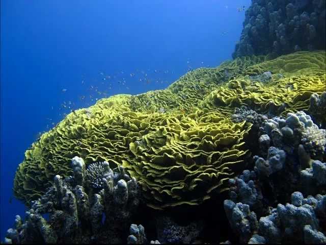 Diving in Marsa Alam, Jabal al Rosas