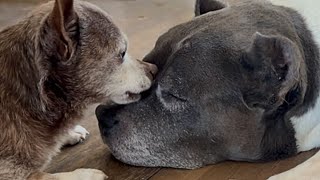 Chihuahua has a crush on pitbull