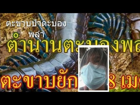 คลิกเพื่อดูคลิปวิดีโอ