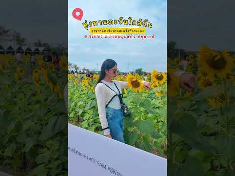 ทุ่งทานตะวันใกล้ฉัน 🌻งานทานตะวันบานสะพรั่งทั่วระแหงต.ระแหง อ.ลาดหลุมแก้ว ปทุมธานี