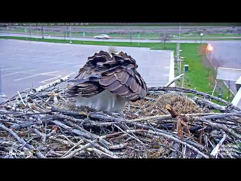 Iris Likely Lays First Egg Of 2019 Breeding Season | Hellgate Osprey Cam – April 26, 2019