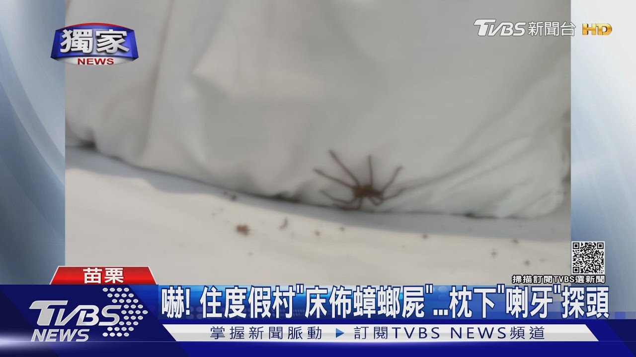 嚇!住度假村「床佈蟑螂屍」 枕下「喇牙」探頭