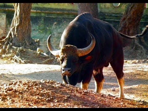 Worlds Largest Wild Cows-Strongest Indian Gaur