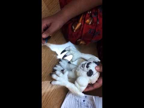 Skylanders shorts, episode 1"Sparx joins Kaos"