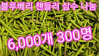 블루베리 챈들러 삽수 6,000개 나눔 시작 합니다 10년나무 가지치기