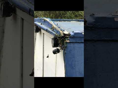 A Narrowboat on a budget ep1 (Introduction)