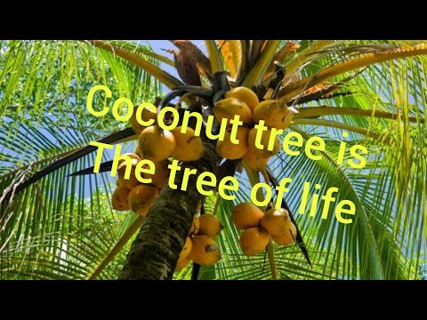 Extracting Coconut milk and Coconut juice ( video taken during may vacation in the philippines)