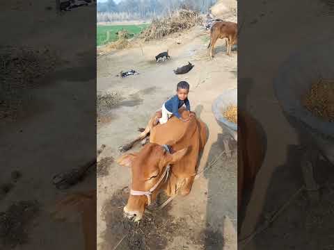 Mr Vicky Yt ka video shorts ☺️🥰💯☺️😡☺️😡☺️😤☺️🥰☺️🥰☺️🥰☺️😤☺️😤☺️😤😤☺️😤☺️😤☺️💯☺️😡☺️💯☺️😤😤☺️😤☺️😤