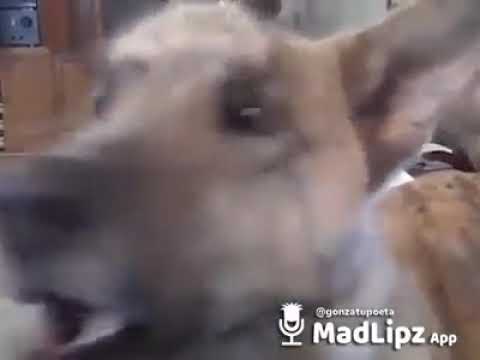 El perro que habla -no hay plata-