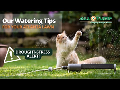 Watering Tips for Early Summer | All Turf Lawn Care, Atlanta