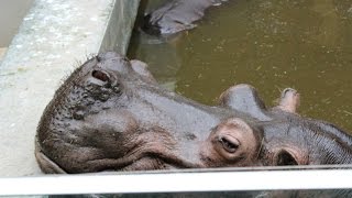 Zoo Antwerpen (België / Belgium) HD