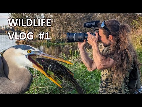 Birds & Gators of Circle B Bar Reserve - Wildlife Photography VLOG