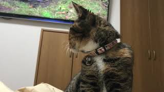 岩合さんのネコ動画を見るマンチカン女子
