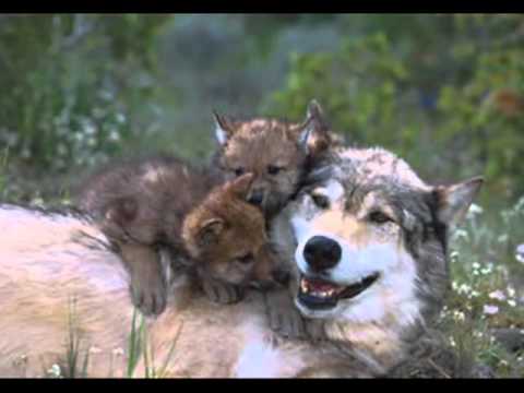 BiG WoLF ft BiG NiGhT - Faliminer ( Official Video )