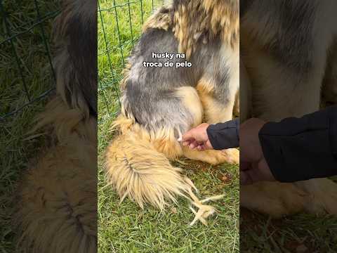 Husky ou ovelha? 😂 já tinham visto?