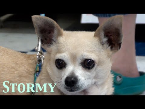 STORMY, an adopted Chihuahua in Farmington, MN_image-1
