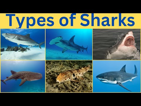 Types of Sharks | Learn 60 Different types of sharks