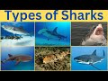 Types Of Sharks Learn Different Types Of Sharks