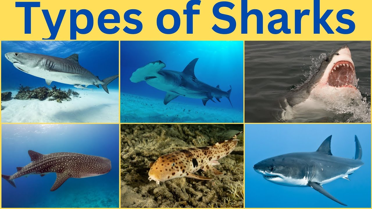 Types of Sharks | Learn 60 Different types of sharks