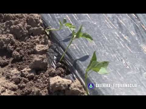 Preporuke za zastitu paprike, Galenika Fitofarmacija - U nasem ataru 639