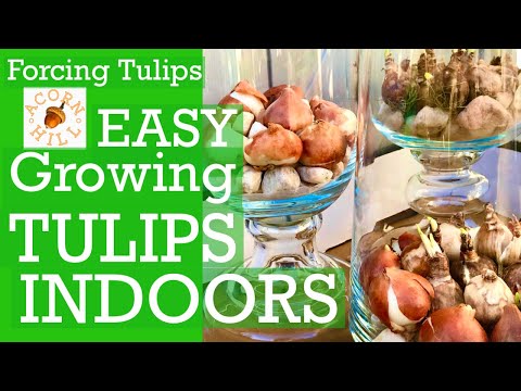 , title : 'TULIP BULBS.Forcing Tulips Indoors.Grow Bulbs Indoors Bulb Forcing.How To Make Tulips Bloom Indoors'