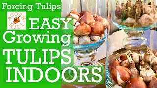 TULIP BULBS.Forcing Tulips Indoors.Grow Bulbs Indoors Bulb Forcing.How To Make Tulips Bloom Indoors