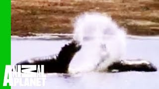 Hippo vs. Bull Shark | Animal Face-Off