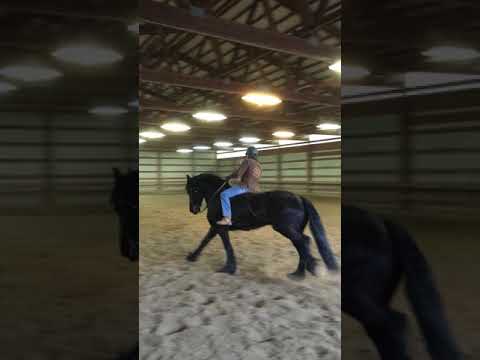 GigiCanter 10 yr old Friesian mare for sale