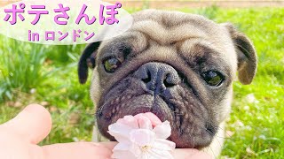 【ポテさんぽ】ロンドンの公園が最高すぎた！！