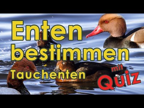 Tauchenten bestimmen - Jägerprüfung (Enten - Federwild IV)