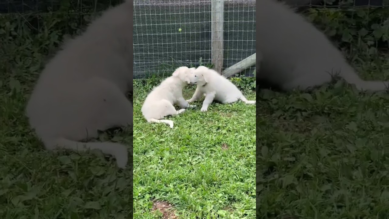 Enlarge Kai in OH - The Life Of The Party, an adopted Great Pyrenees in Bellevue, OH video 4/4