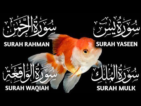 Four Surahs for Mercy | Yaseen, Rahman, Waqiah, Mulk #qurantranslation #yasin