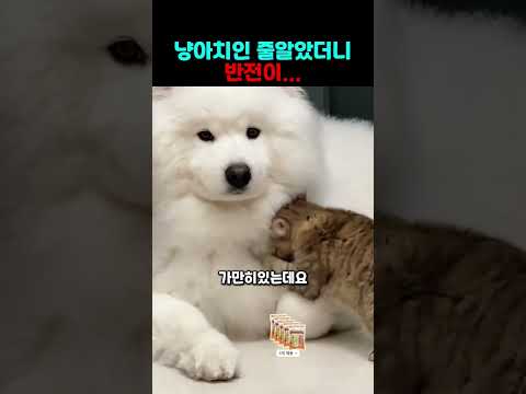 냥아치인 줄 알았는데...