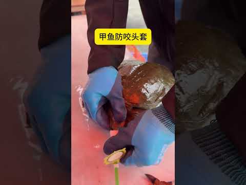 Custom Face Cover for Softshell Turtle, New Way to Observe Up Close #pets #animals