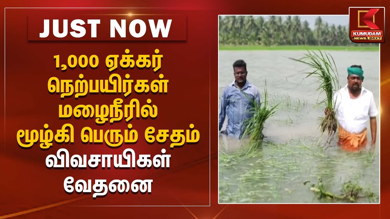 1,000 ஏக்கர் நெற்பயிர்கள் மழைநீரில் மூழ்கி பெரும் சேதம் – விவசாயிகள் வேதனை | Agriculture Loss